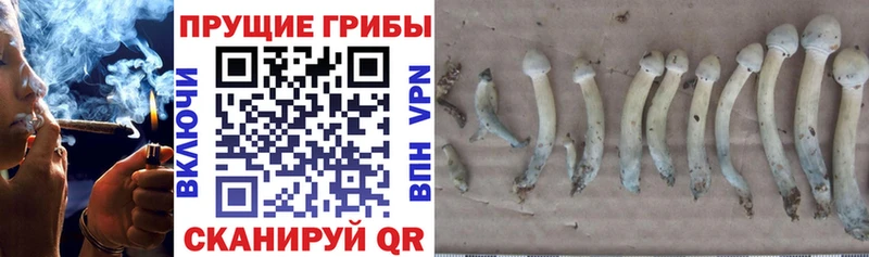 Псилоцибиновые грибы прущие грибы Всеволожск